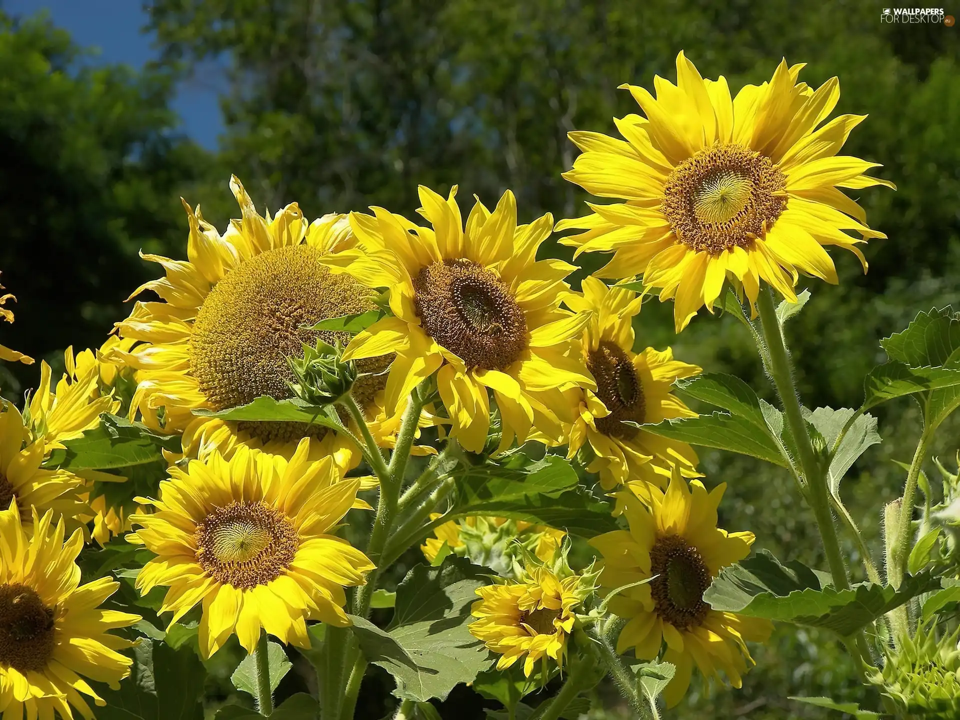 leaves, Nice sunflowers, green ones