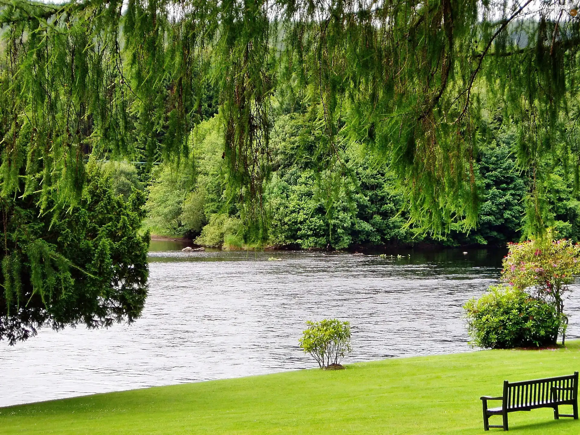 Park, Bench, green, lake