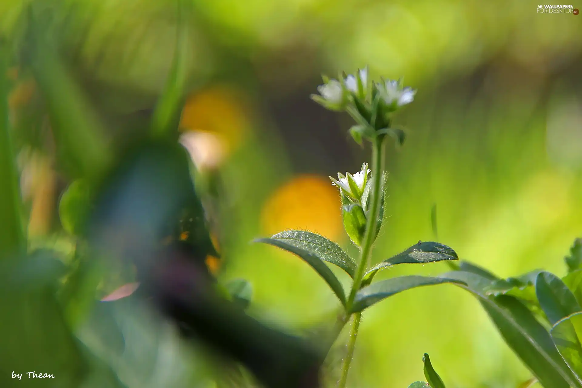 plants, Leaf, green, grass