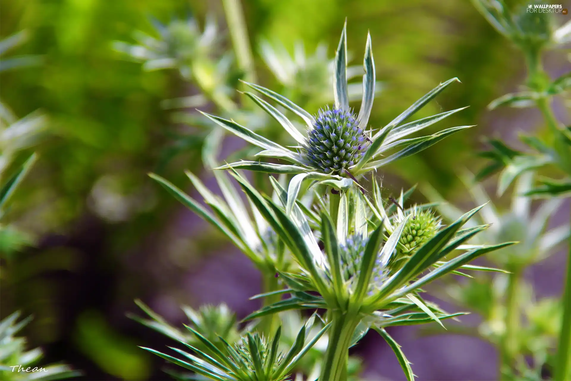 green ones, Plants