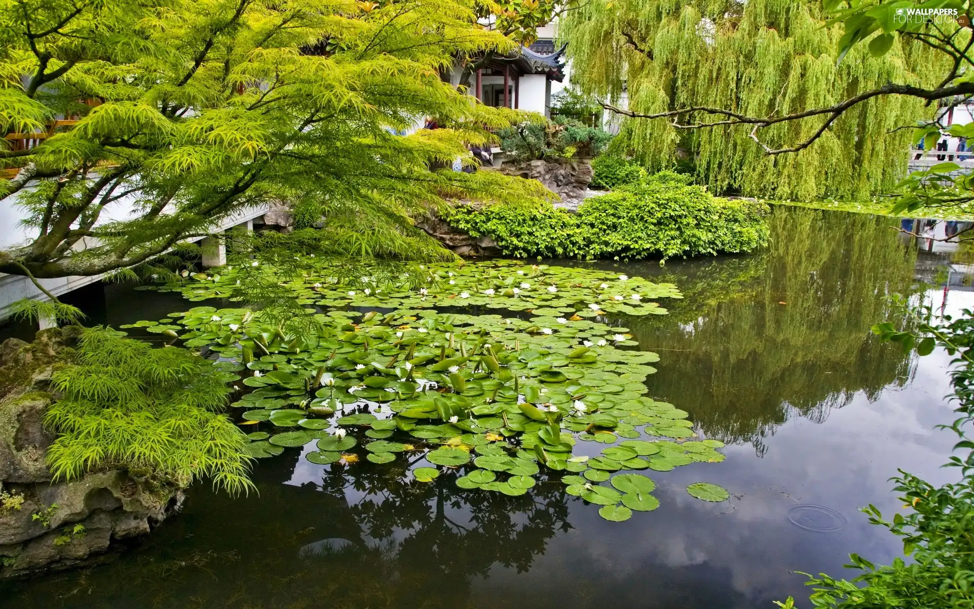 Park, Nenufary, green, Pond - car