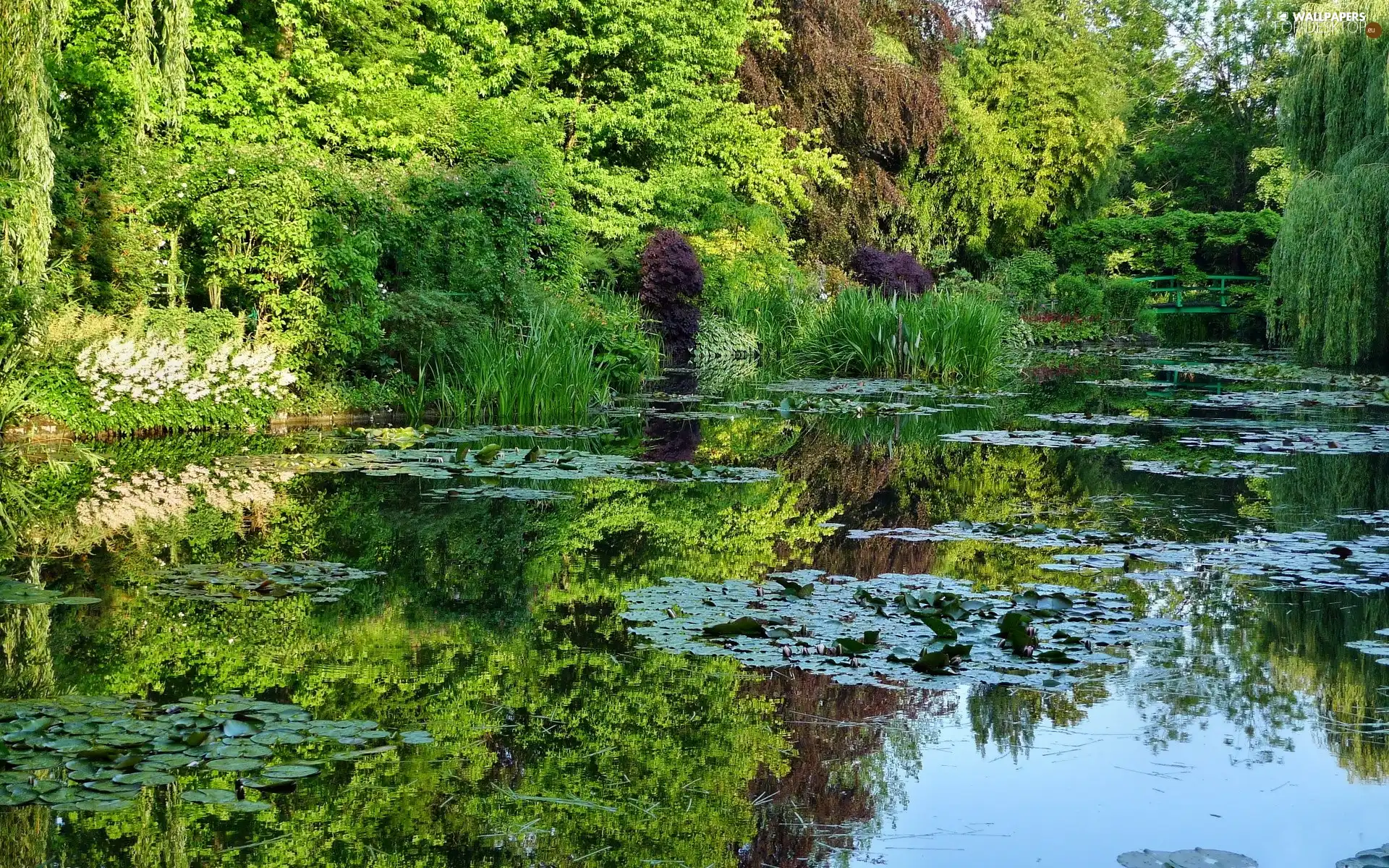 summer, Pond - car, green