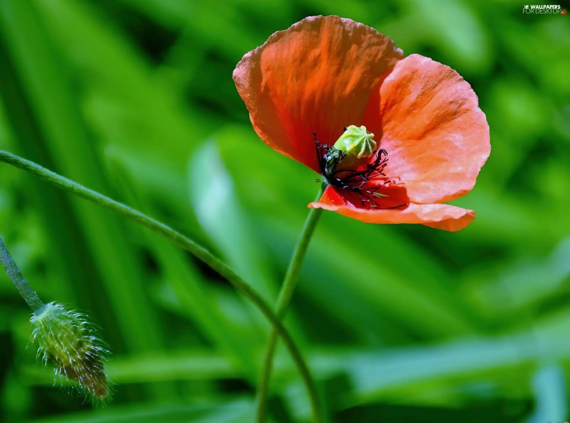 background, red weed, green ones