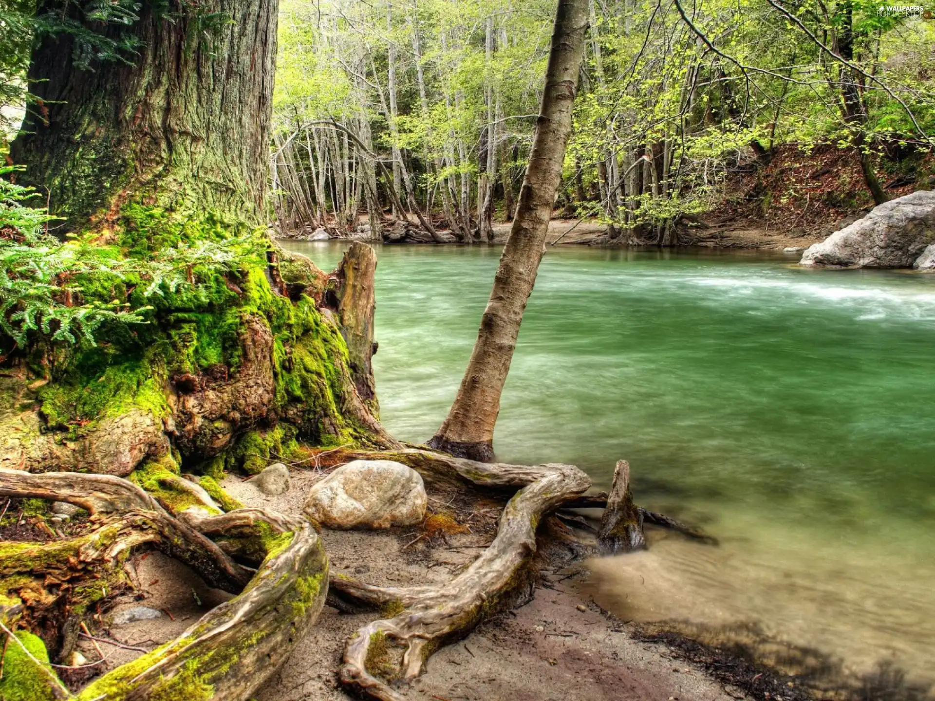 green, forest, River