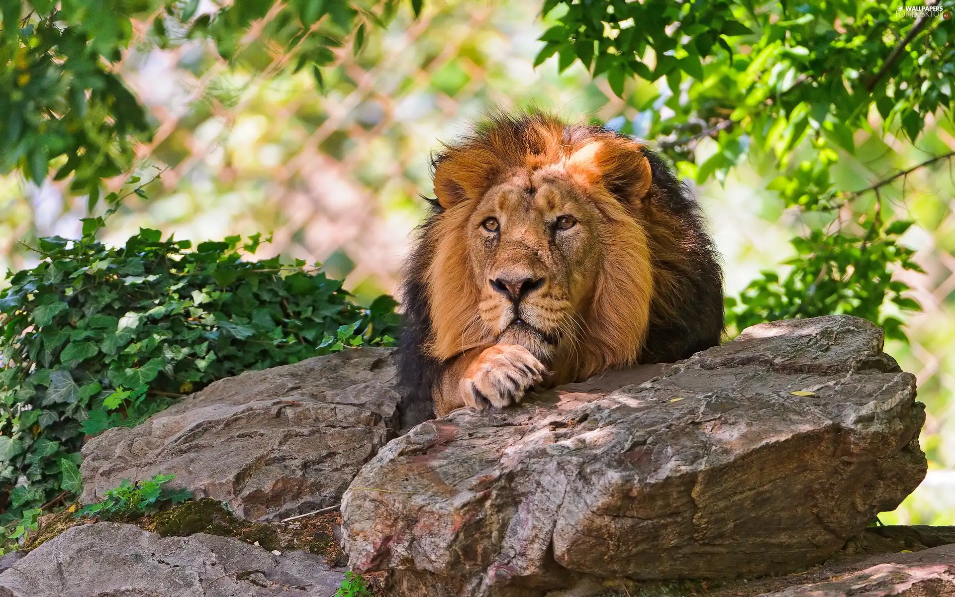 green, Lion, stone