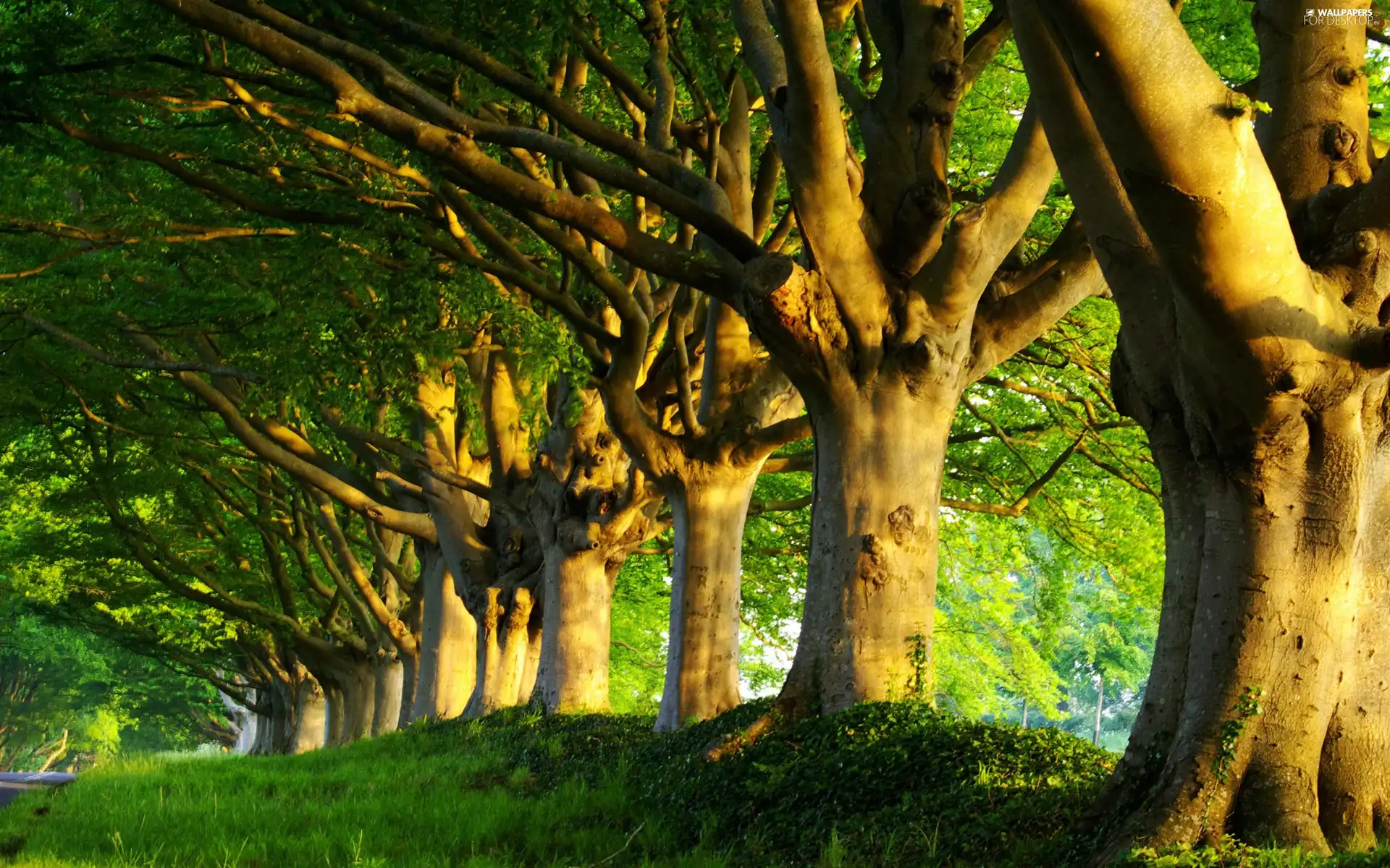 green, alley, trees