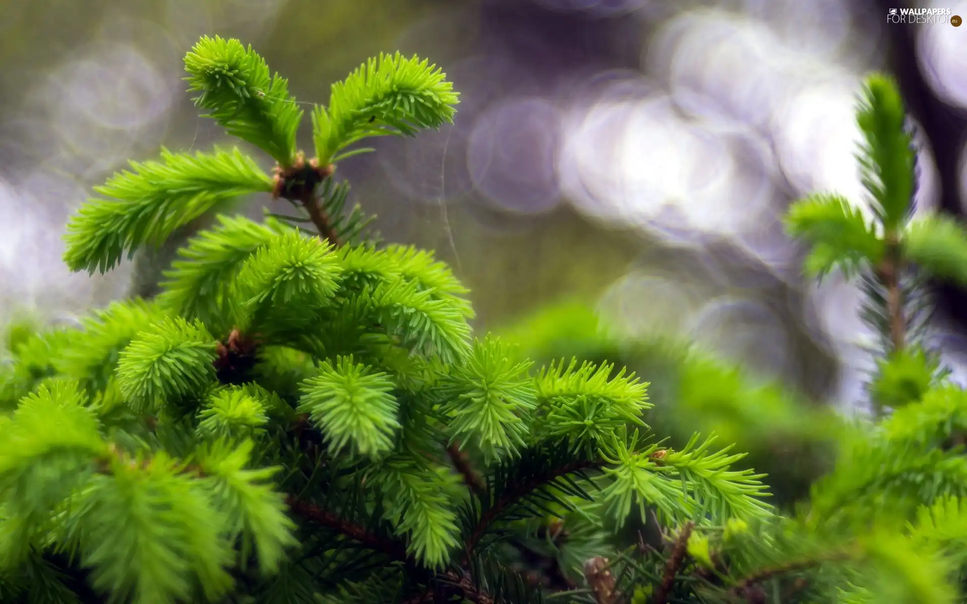 green ones, Twigs