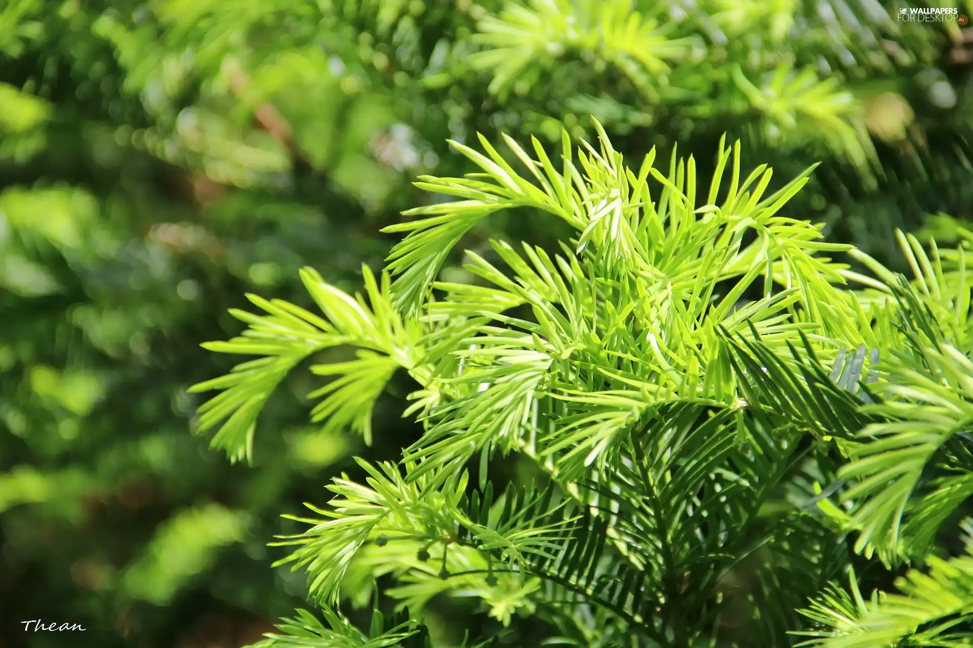 green ones, Twigs