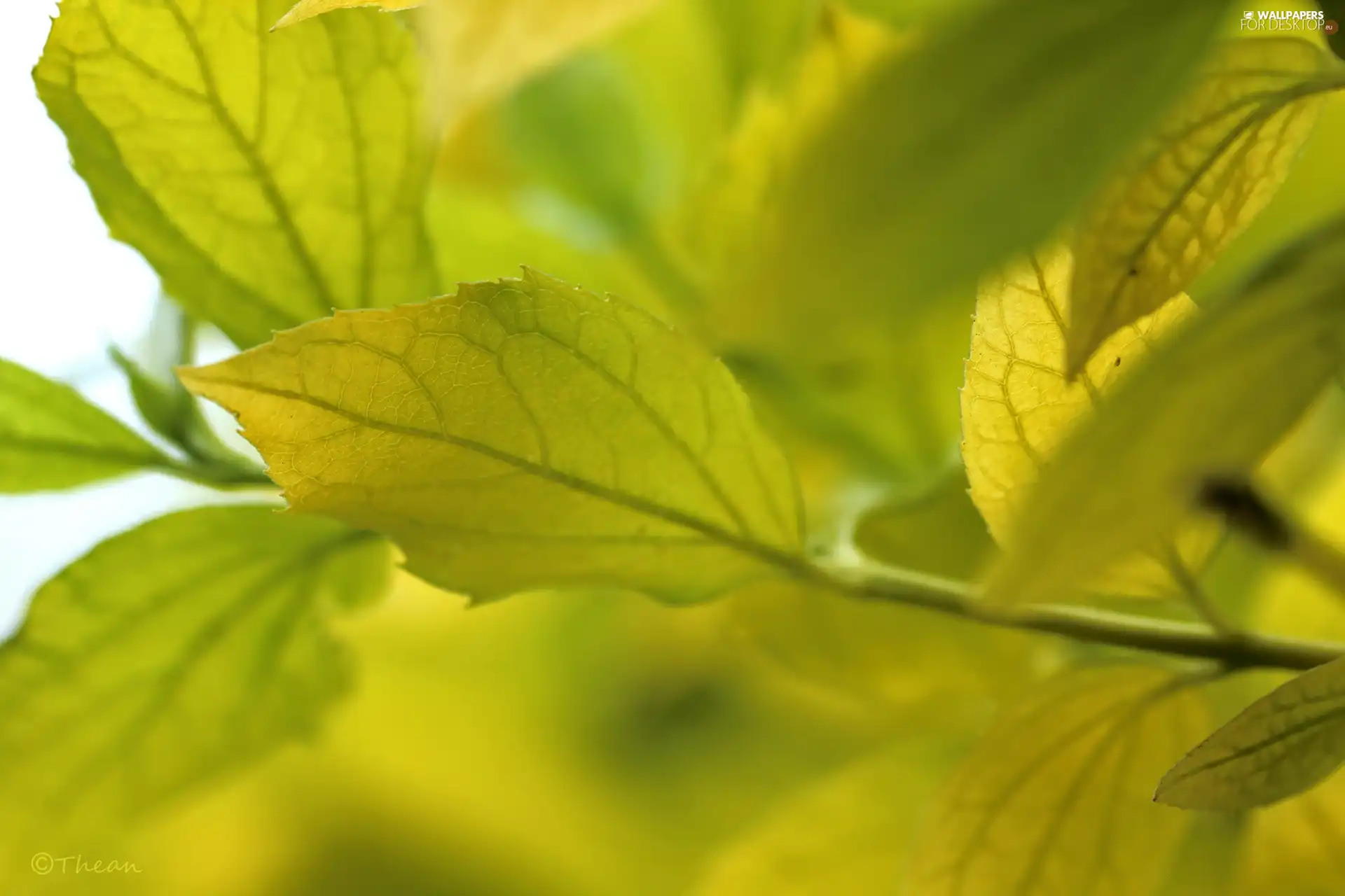 Yellow, Leaf, green ones