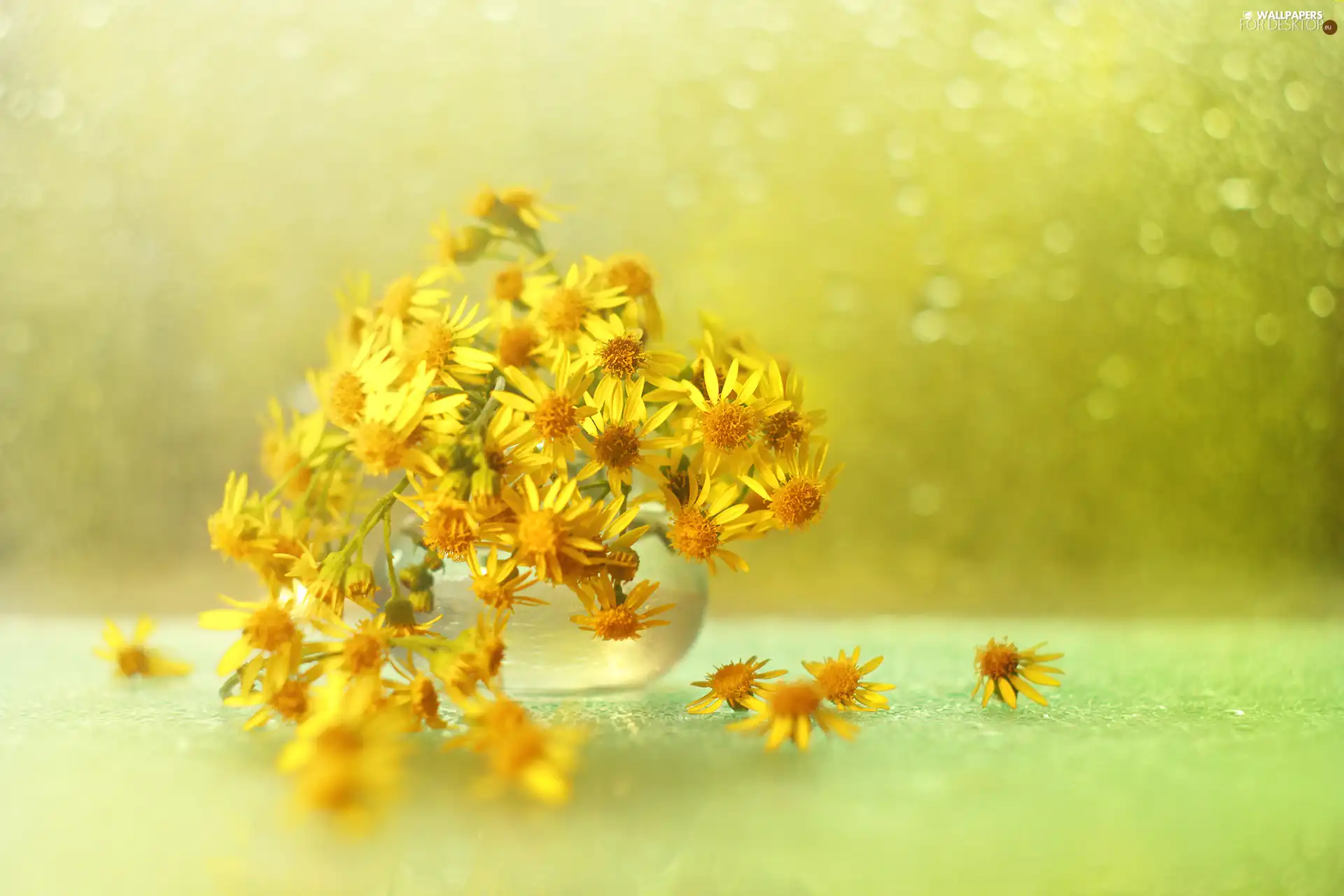 Flowers, Bokeh, Eastern Groundsel, Yellow, decoration