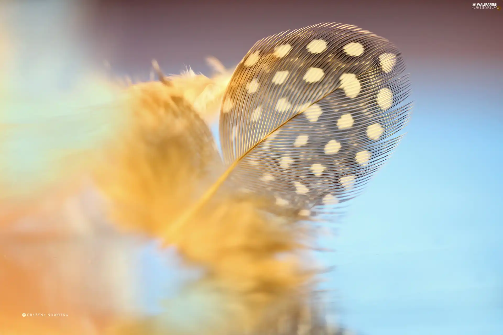 Close, feather, Guinea Fowl