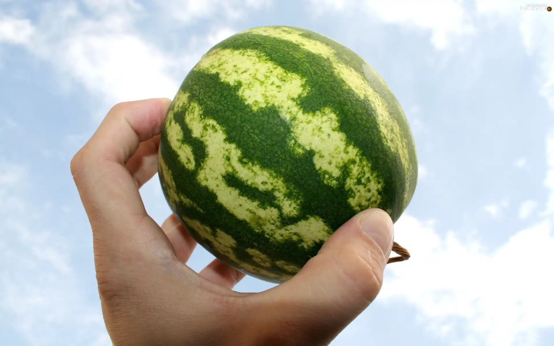 small, high, hand, watermelon