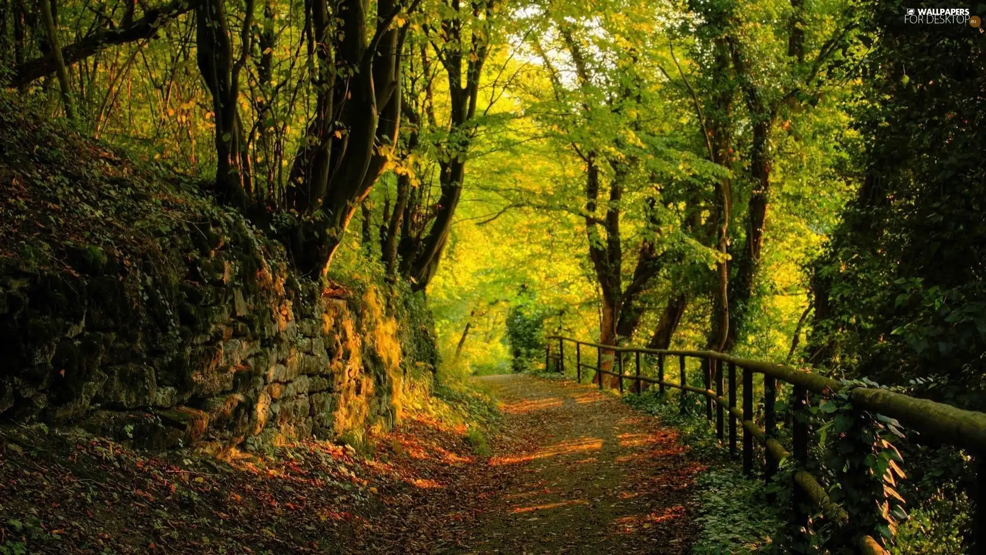 Way, forest, hand-rail, by