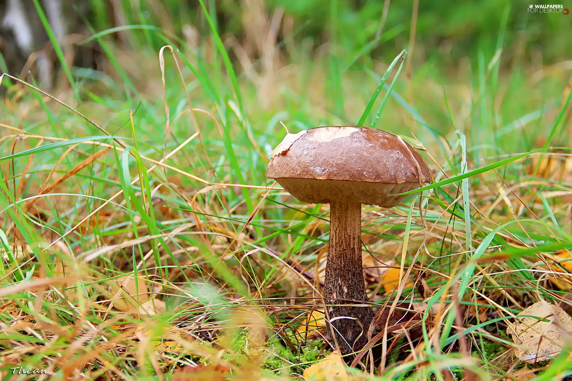 handle, grass, Kozak, Hat, Mushrooms