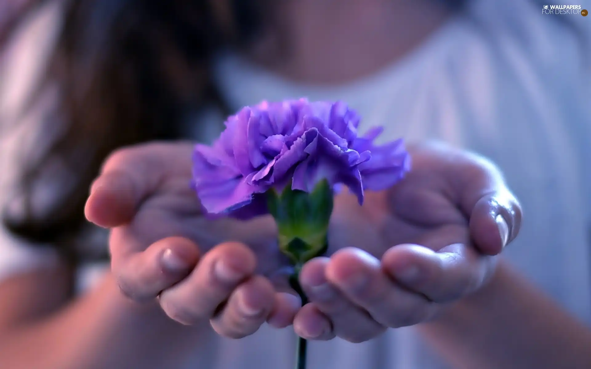 pink, hands