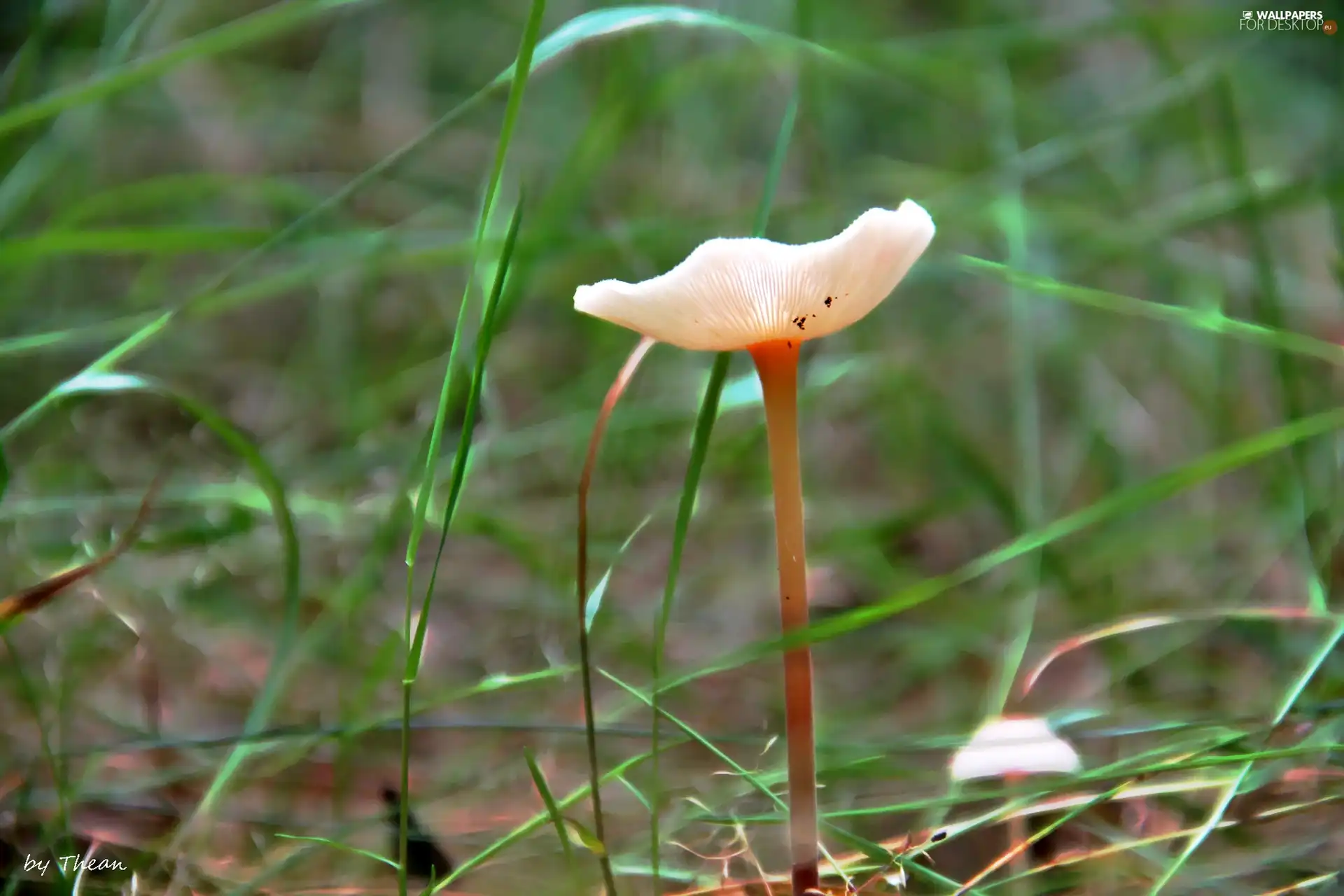 thin, mushroom, Hat, Bluethroat, leg, an