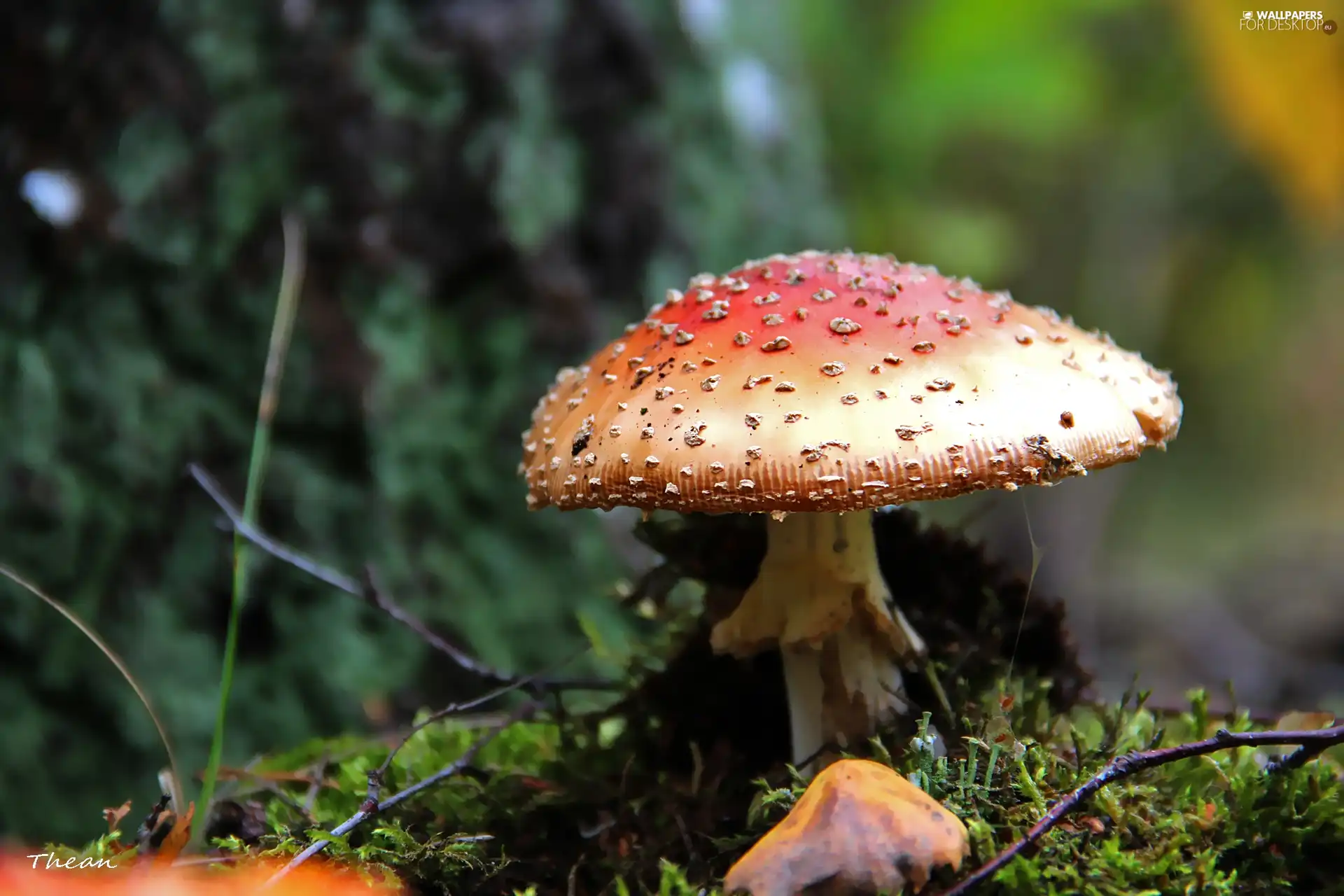 Mushrooms, Red, Hat, toadstool