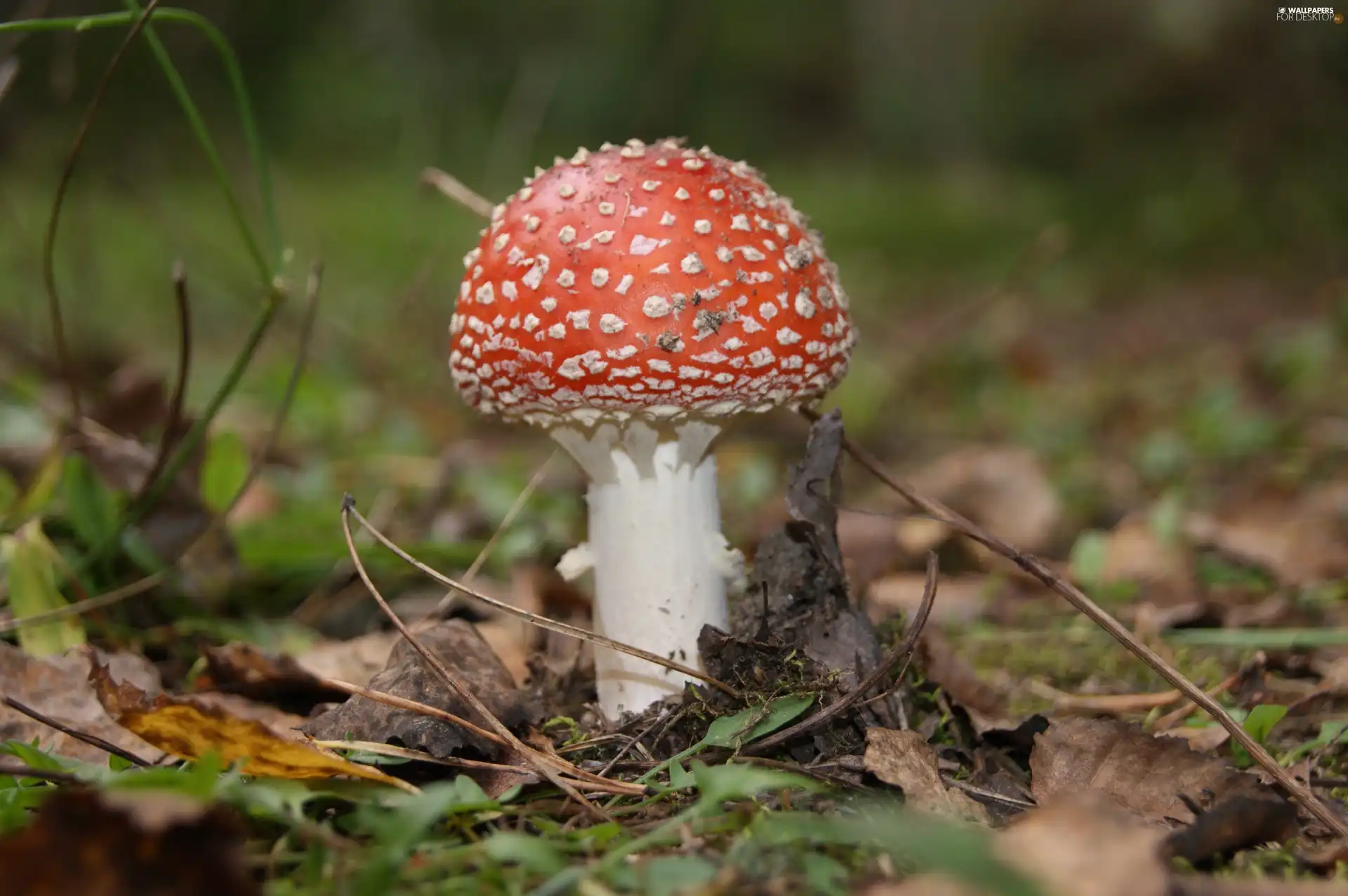 Mushrooms, Red, Hat, toadstool