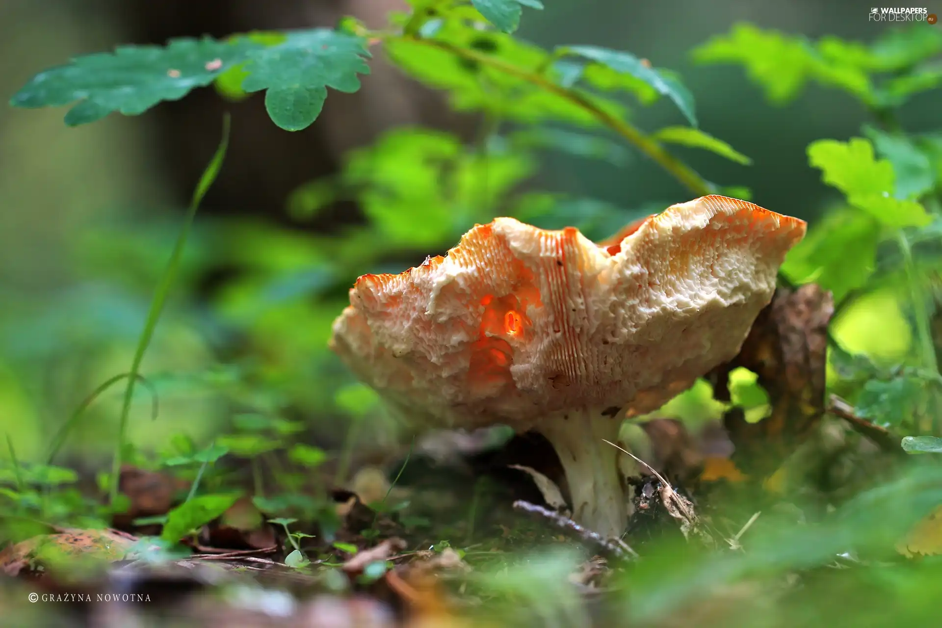 Hat, toadstool, Mushrooms