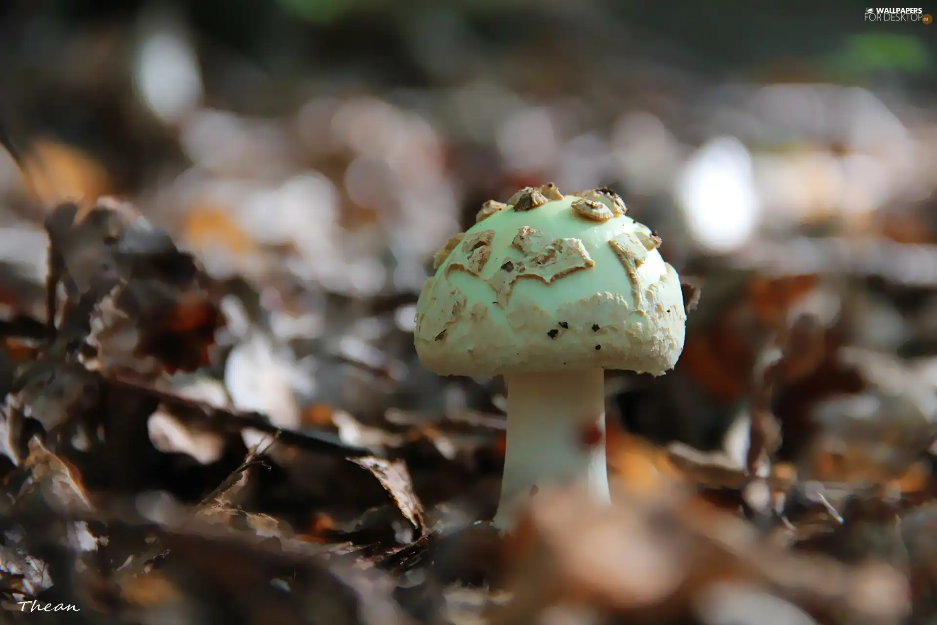 White, frayed, Hat, mushroom