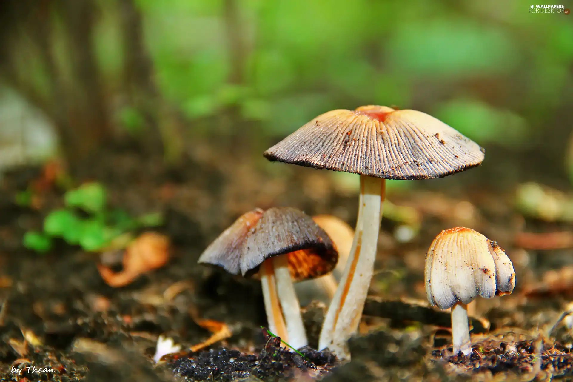 hats, mushroom, Cuttings