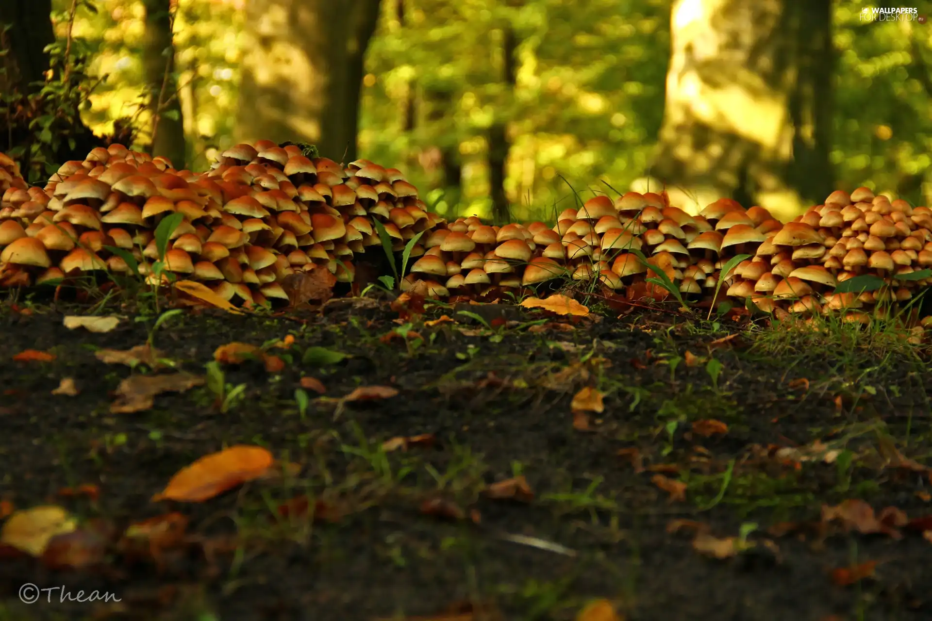 mushroom, hats