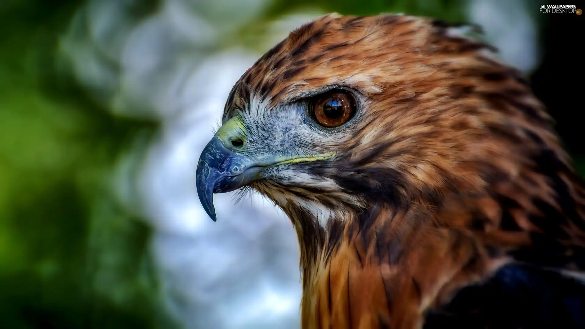 profile, Eagle Front, Head