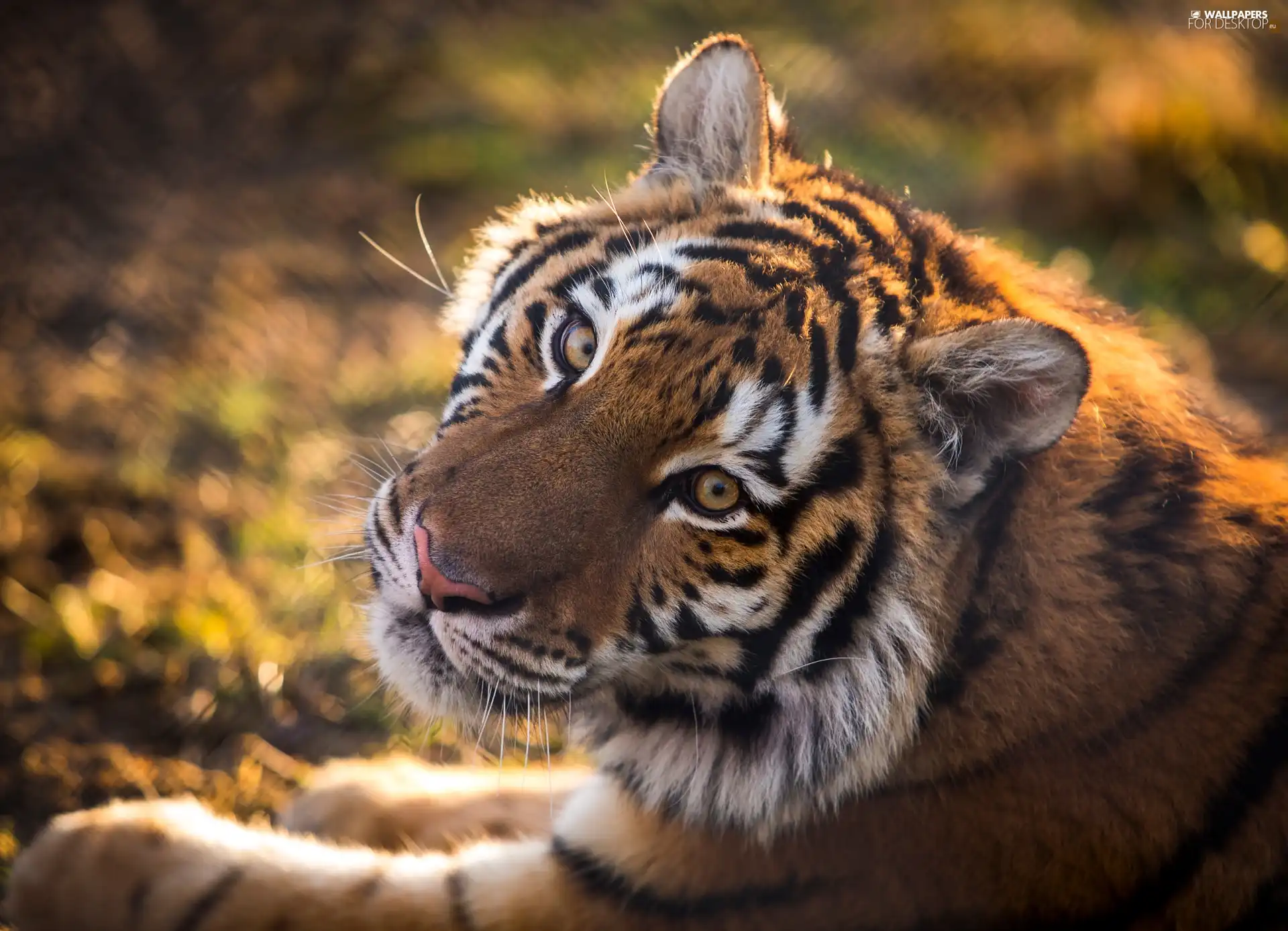 tiger, Head