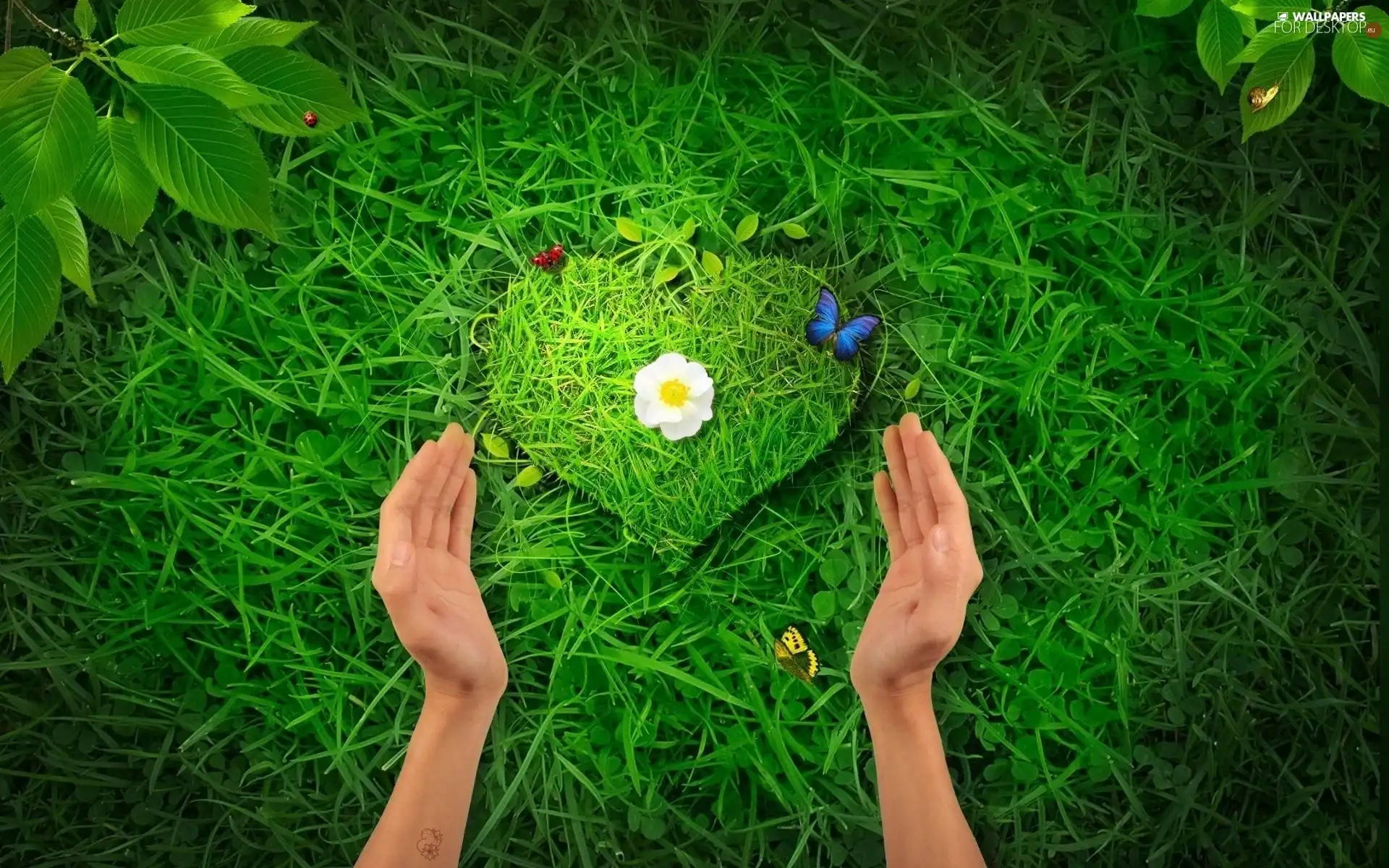 Heart, grass, hands