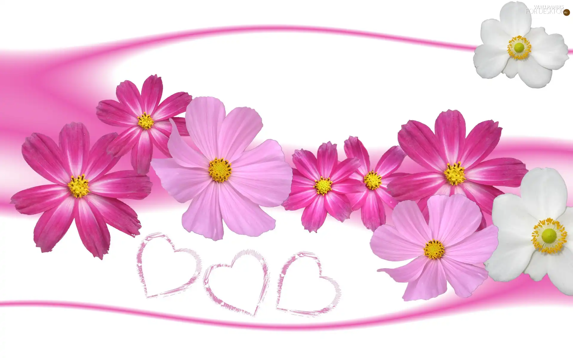 Heart, Love things, White, Flowers, Pink