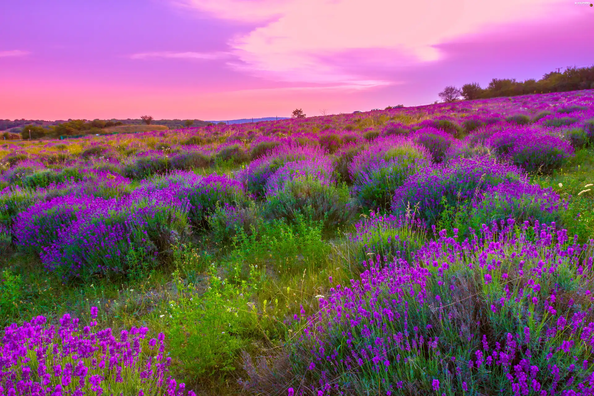 Meadow, heather, heath, Flowers