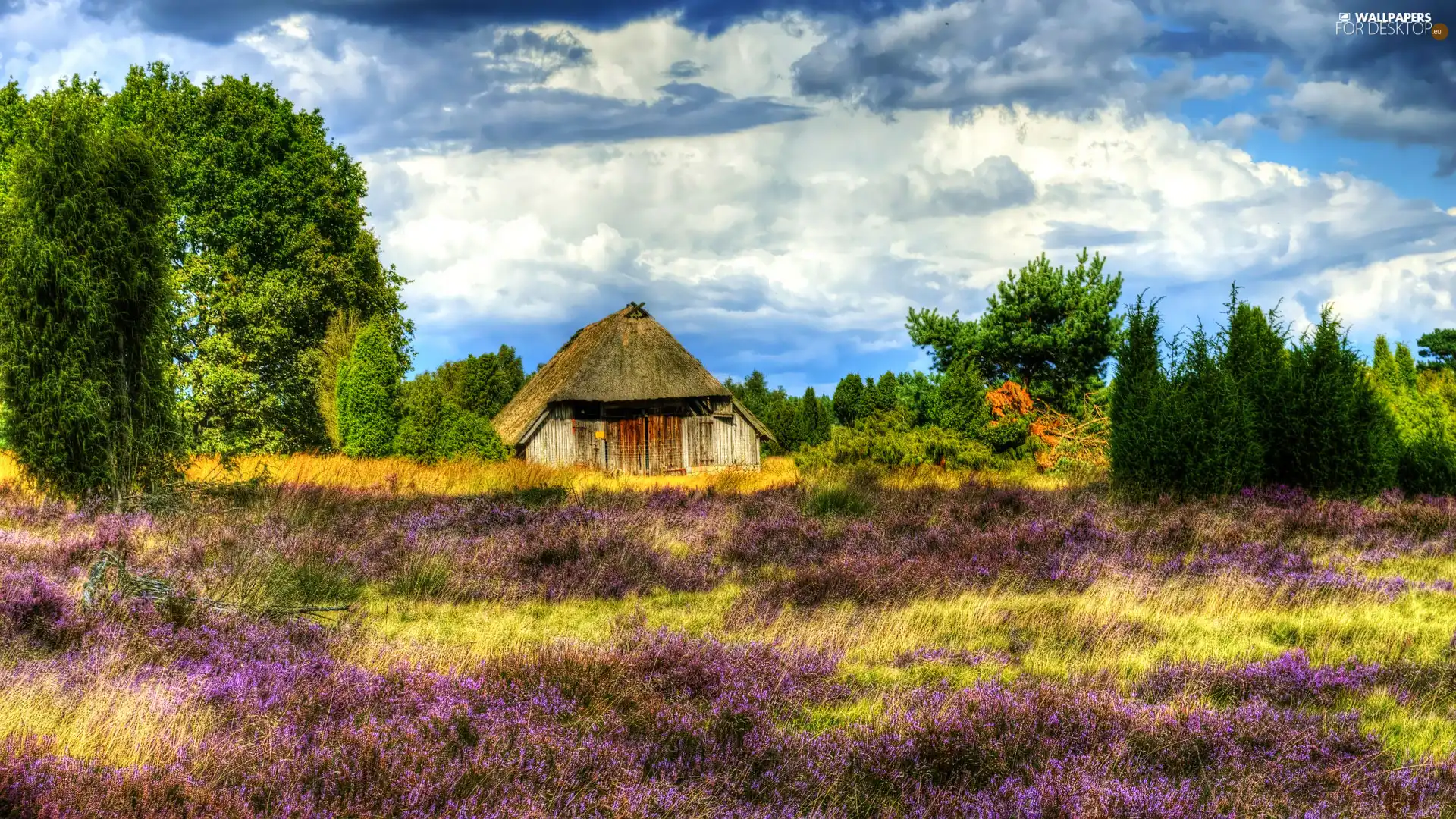 heath, house, Lüneburg Heath, Lüneburg Heath, Germany