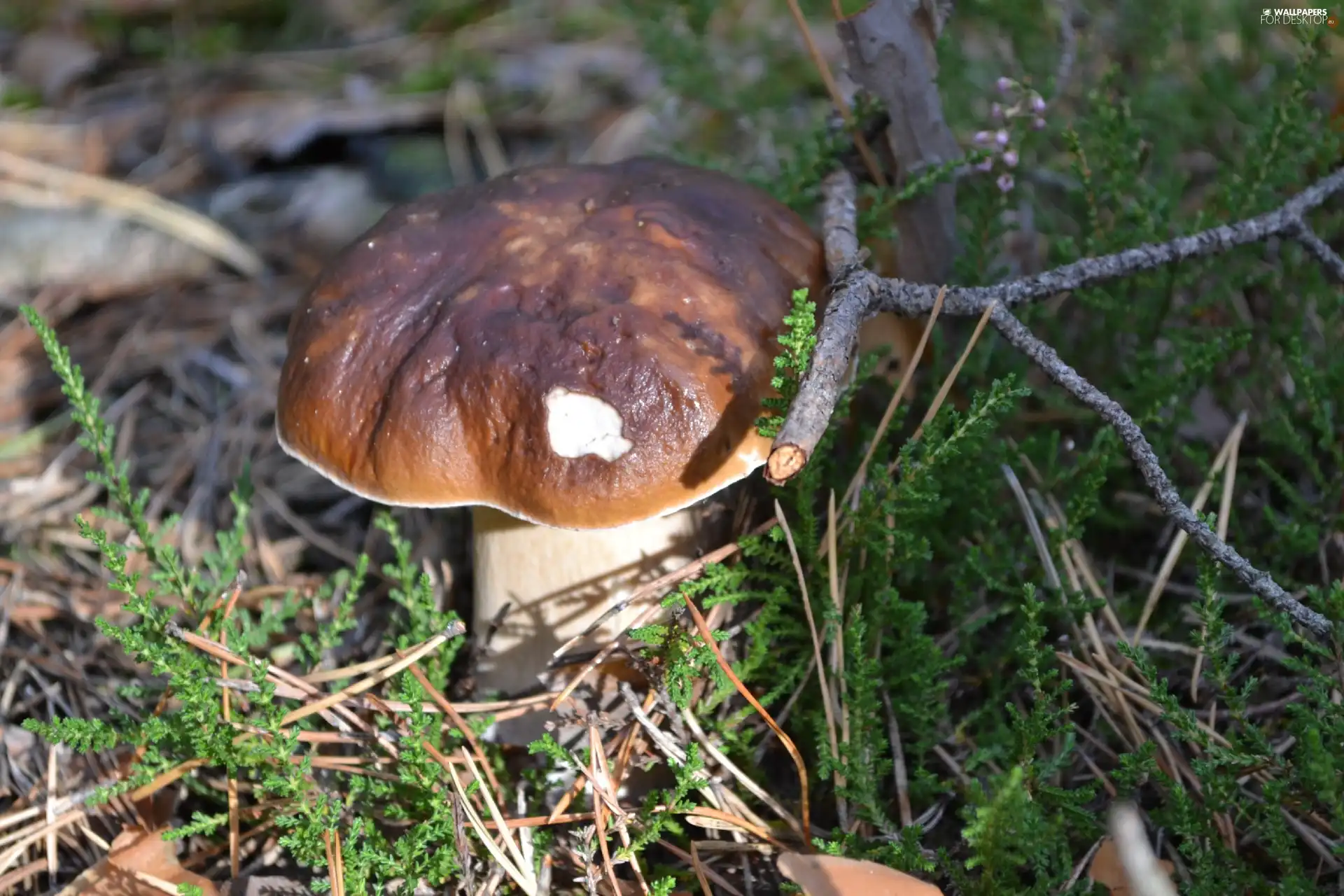 twig, Boletus edulis, heather