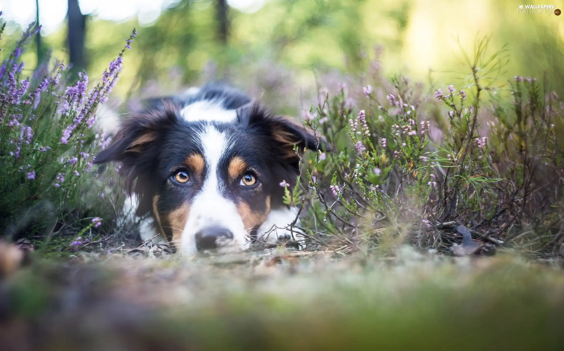 lying, muzzle, heather, Border Collie