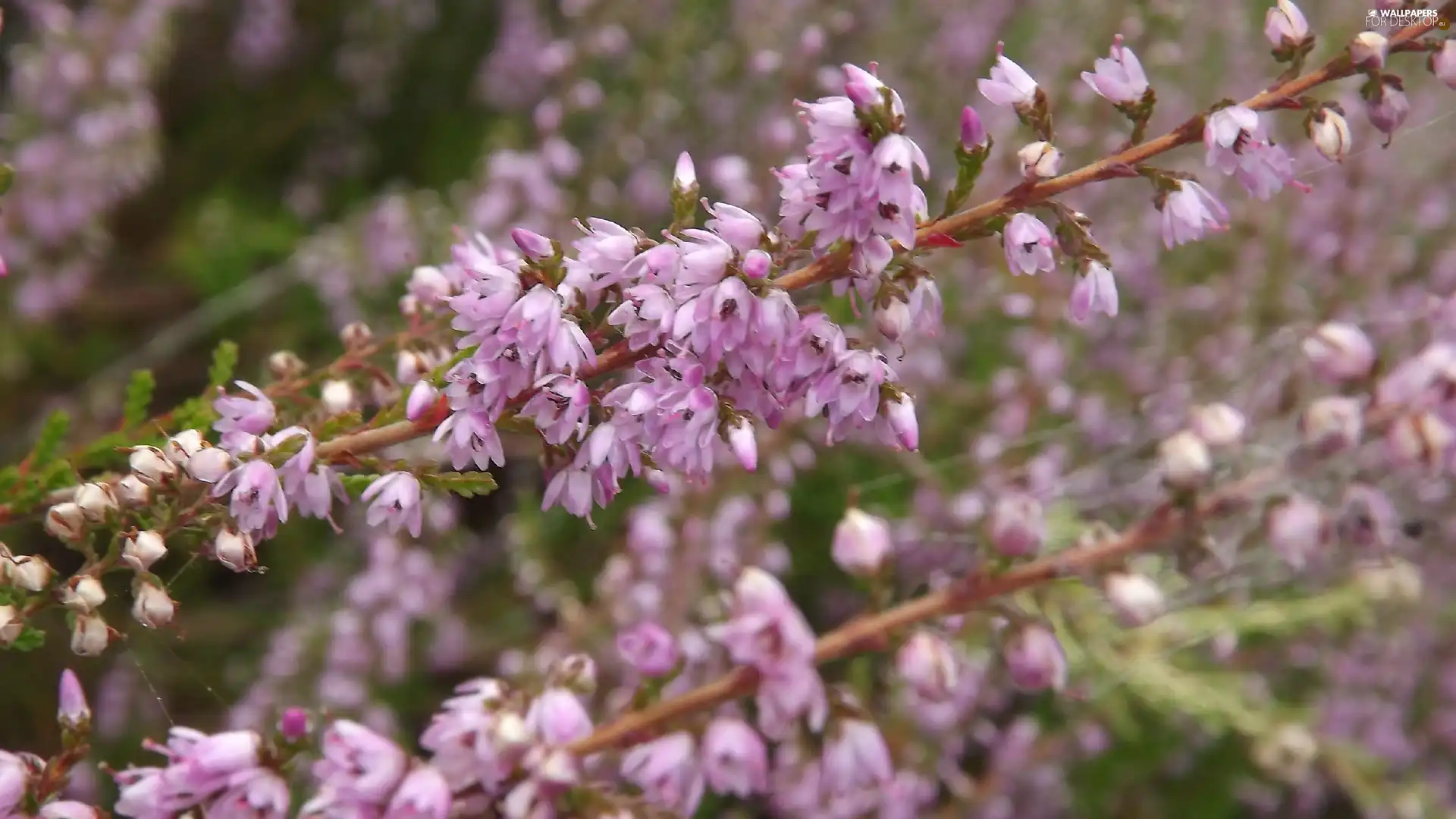 lilac, heather