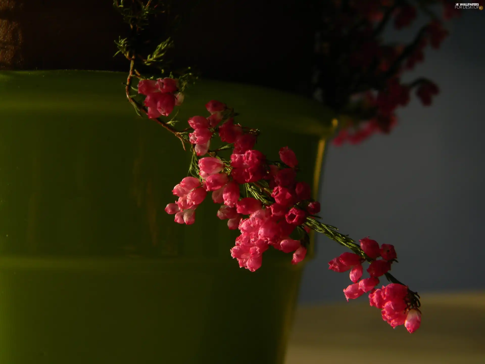 heather, twig, pink