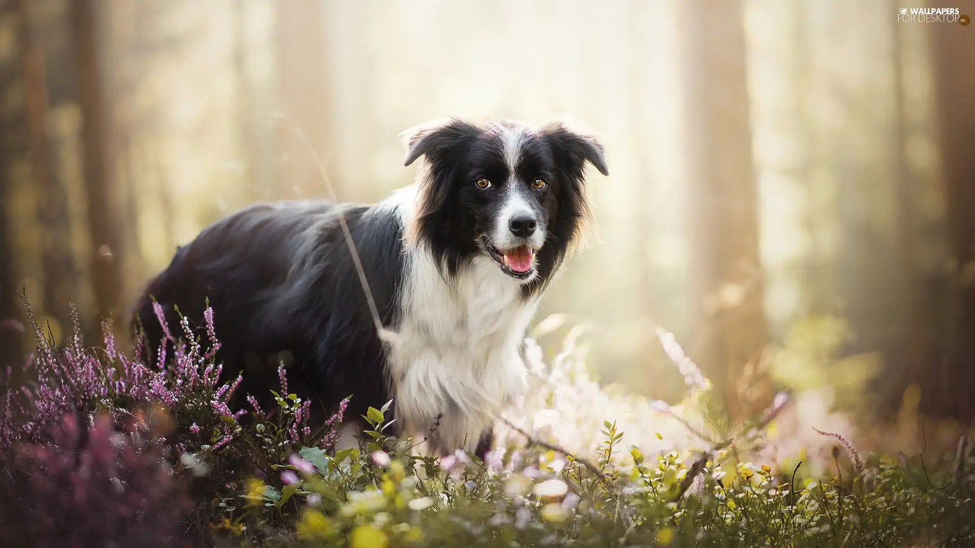 heathers, forest, Border Collie, Plants, dog