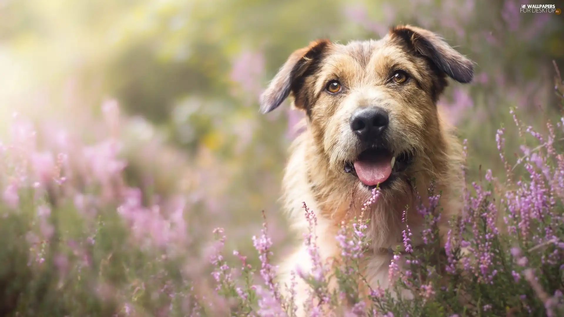 dog, muzzle, heathers, mongrel