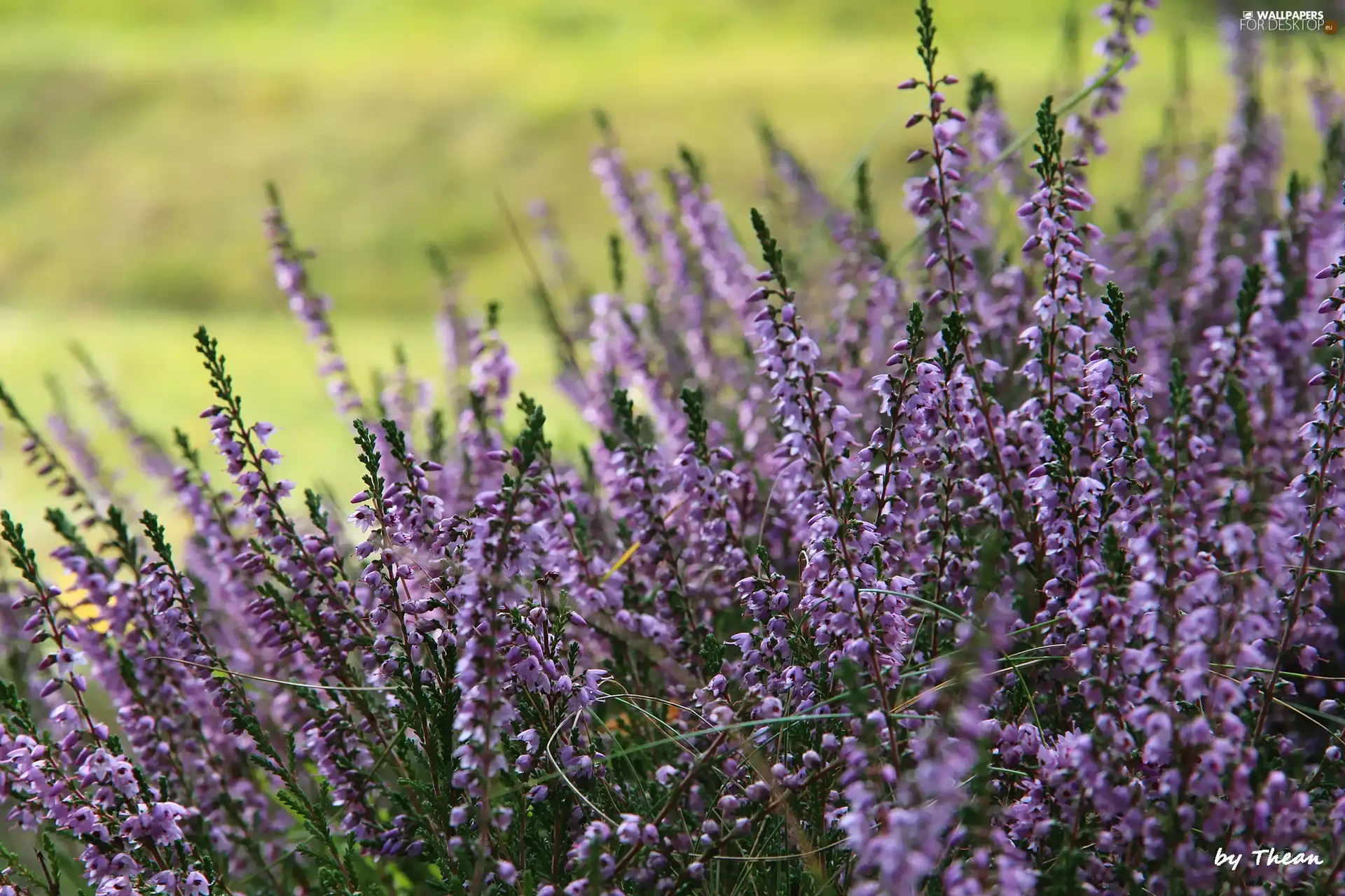 purple, heathers