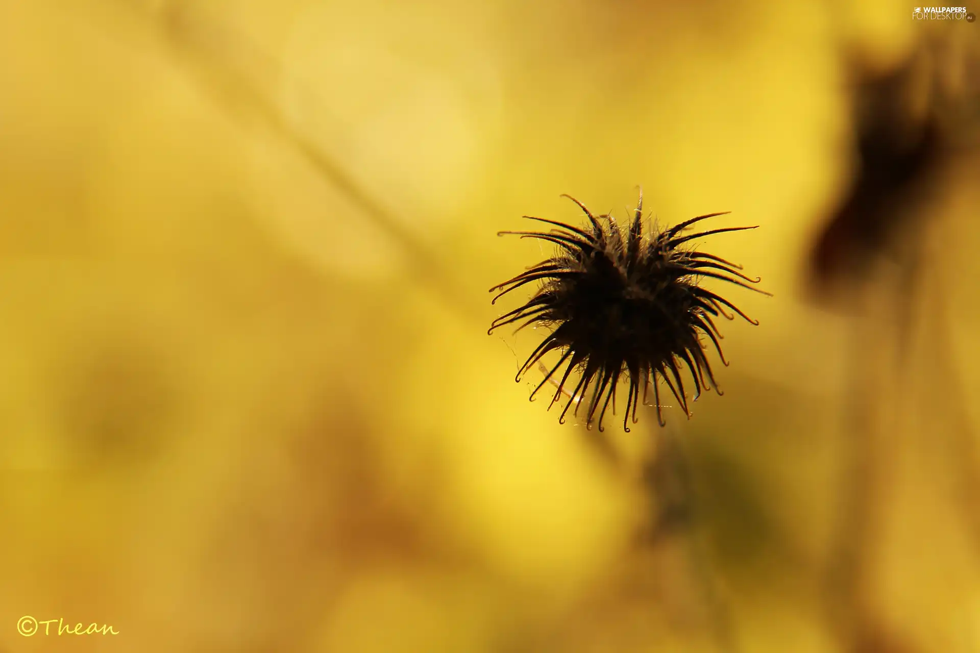 dry, The herb