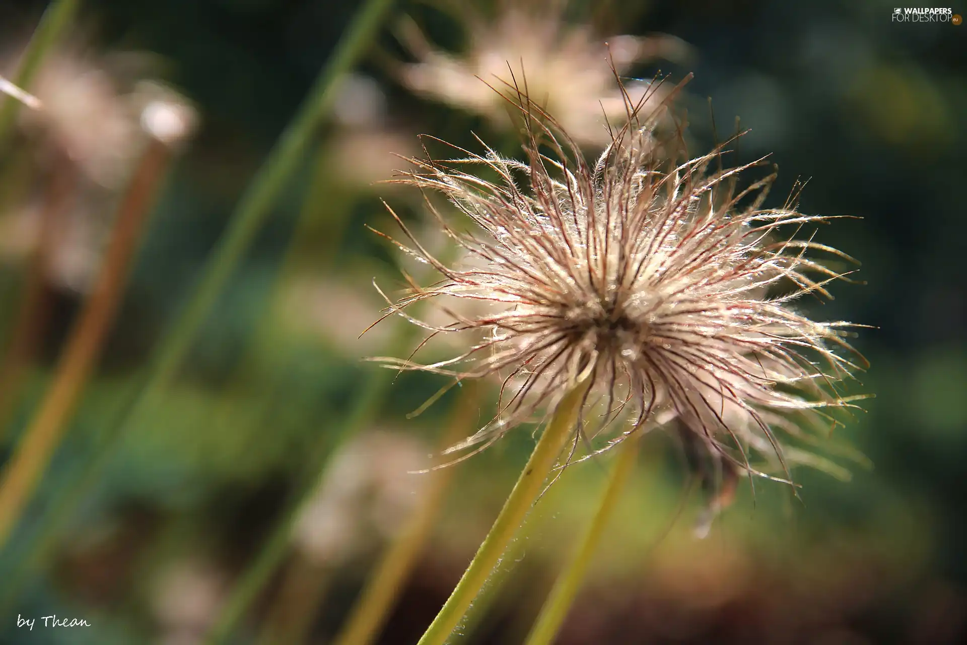 fluffy, The herb