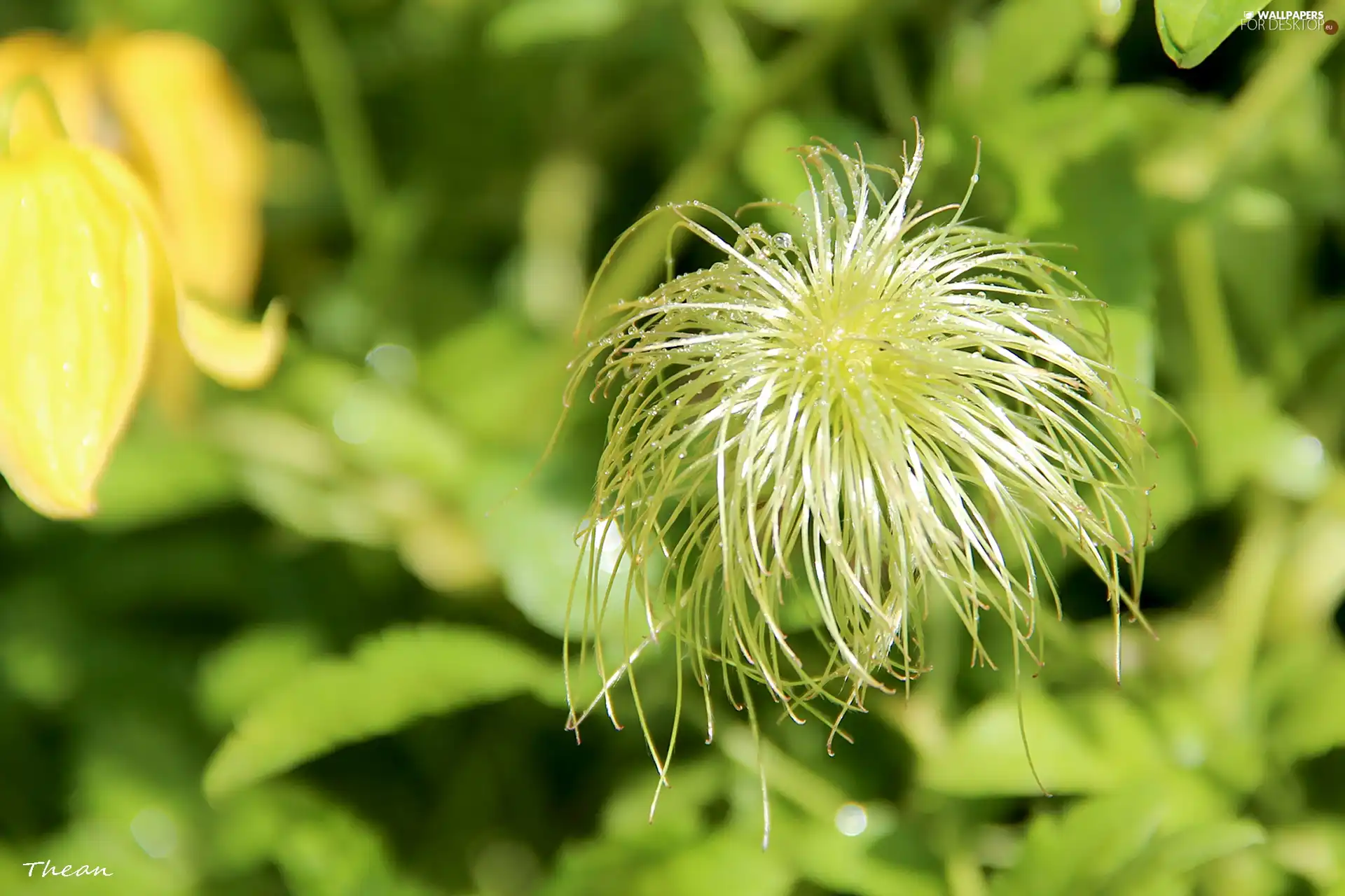 hairy, The herb