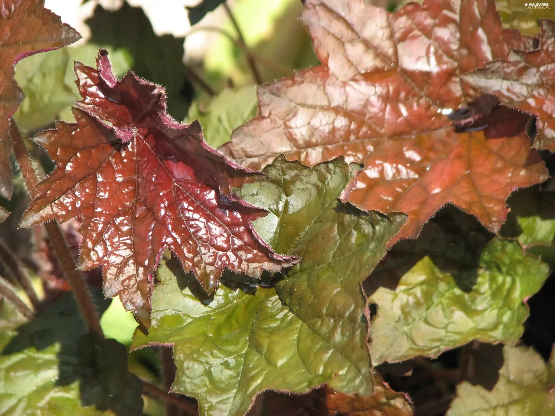 Leaf, Heucheras