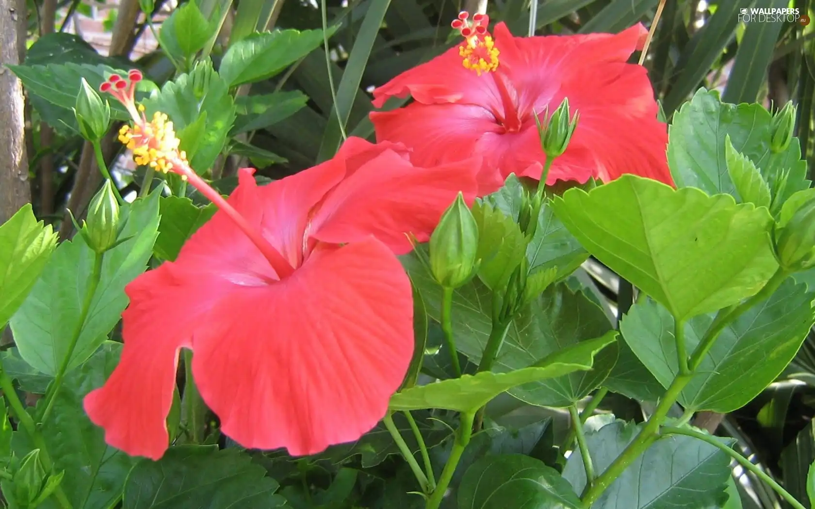 Flowers, hibiscus