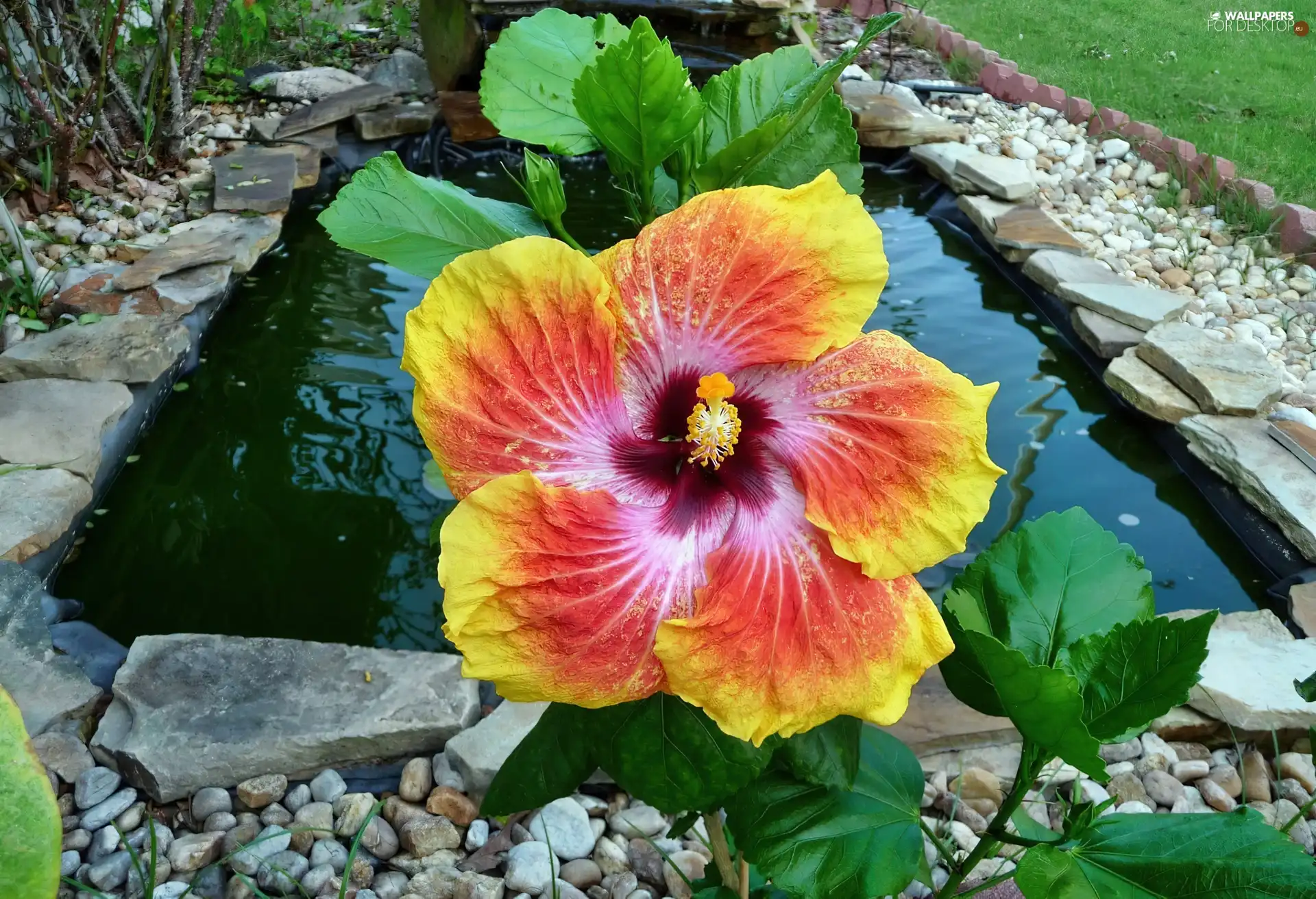 Colourfull Flowers, Red, hibiskus, yellow