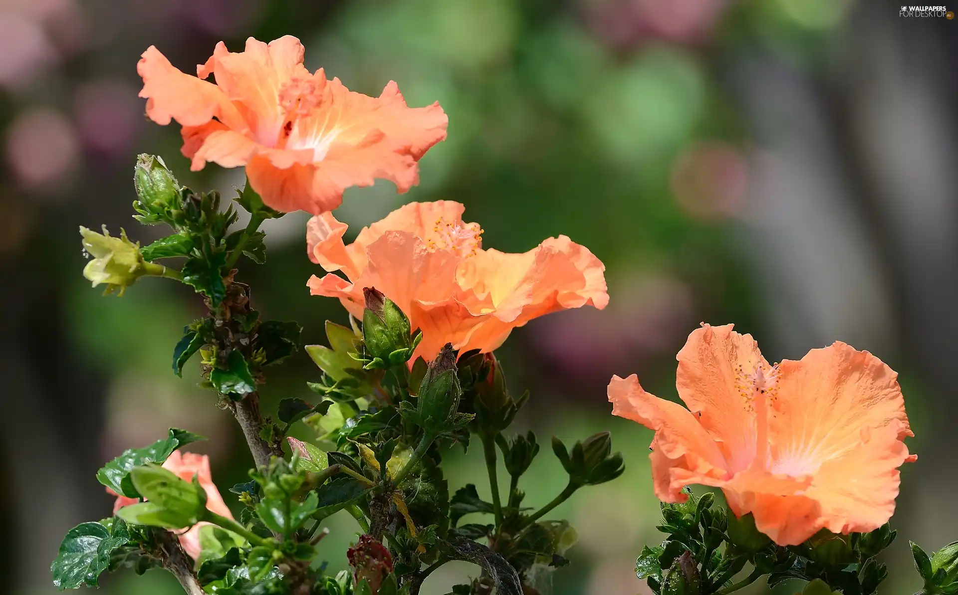 hibiskus, Orange, Flowers