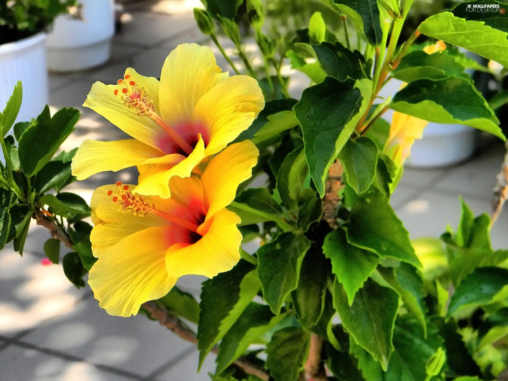Yellow, hibiskus