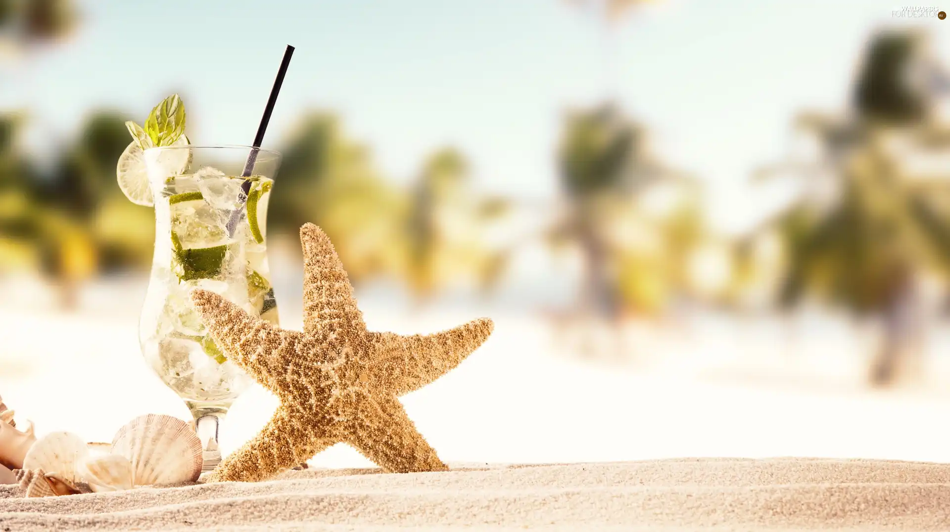 starfish, Drink, Sand, holiday, Shells, Mojito