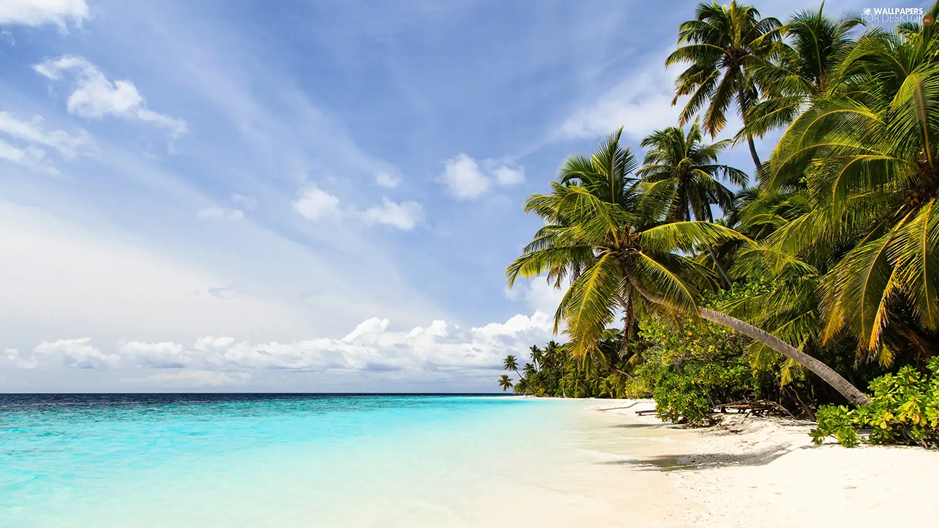 Beaches, Tropical, Sky, holiday, Palms, sea