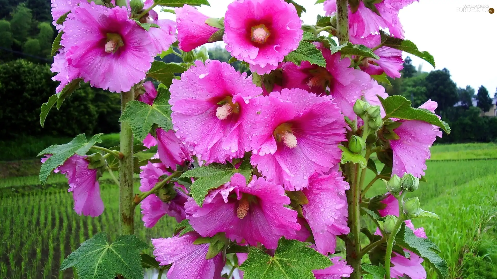 beatyfull, Hollyhocks